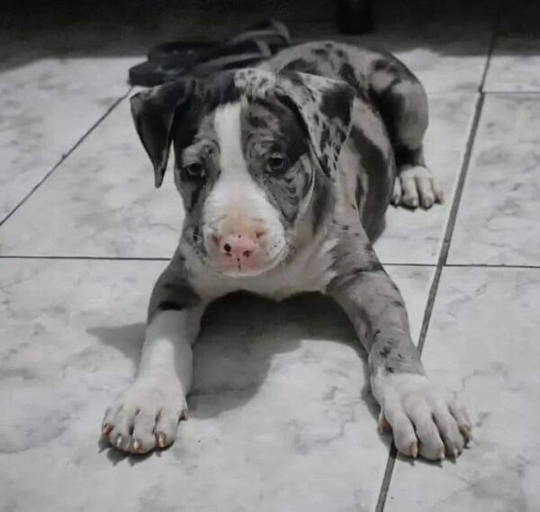 Blue Merle Pitbull Puppy – Strong, Loyal, and Playful Companion