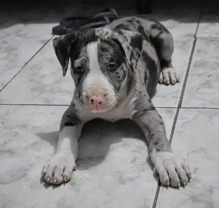 Blue Merle Pitbull Puppy – Strong, Loyal, and Playful Companion