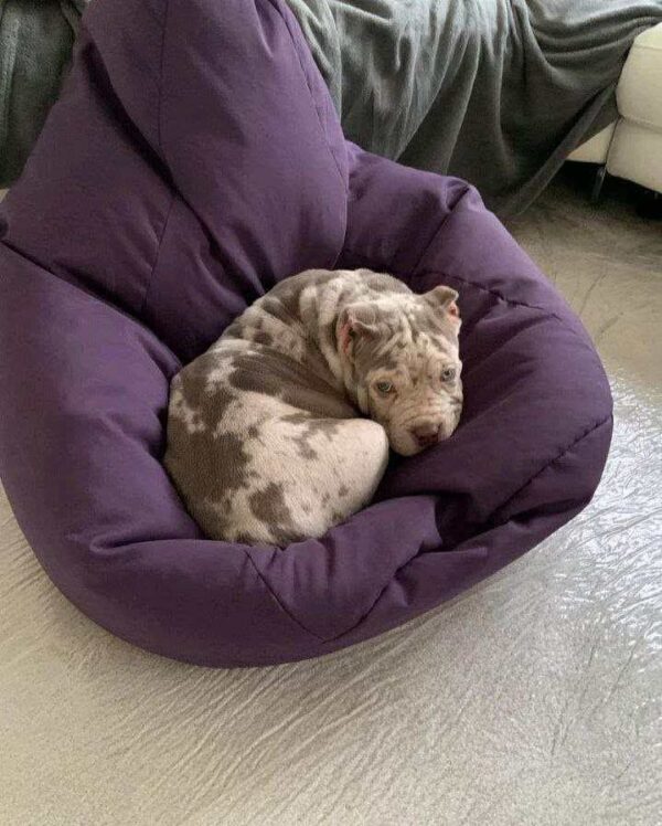 Merle Pitbull Puppy with Striking Blue Eyes – Strong, Healthy & Loving - Image 3