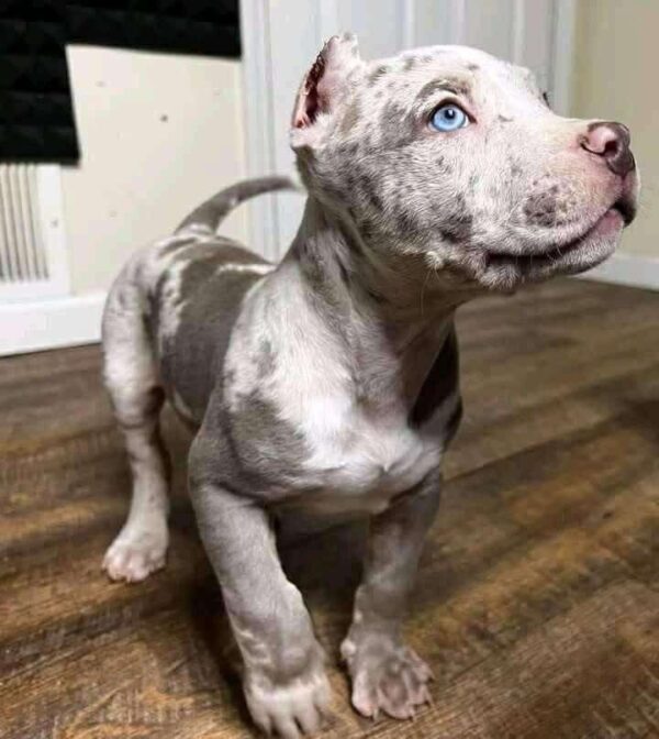 Merle Pitbull Puppy with Striking Blue Eyes – Strong, Healthy & Loving