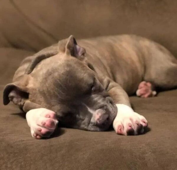 Brindle Pitbull Puppy with White Markings – Gentle, Strong & Loving Companion - Image 4