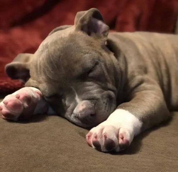 Brindle Pitbull Puppy with White Markings – Gentle, Strong & Loving Companion - Image 2