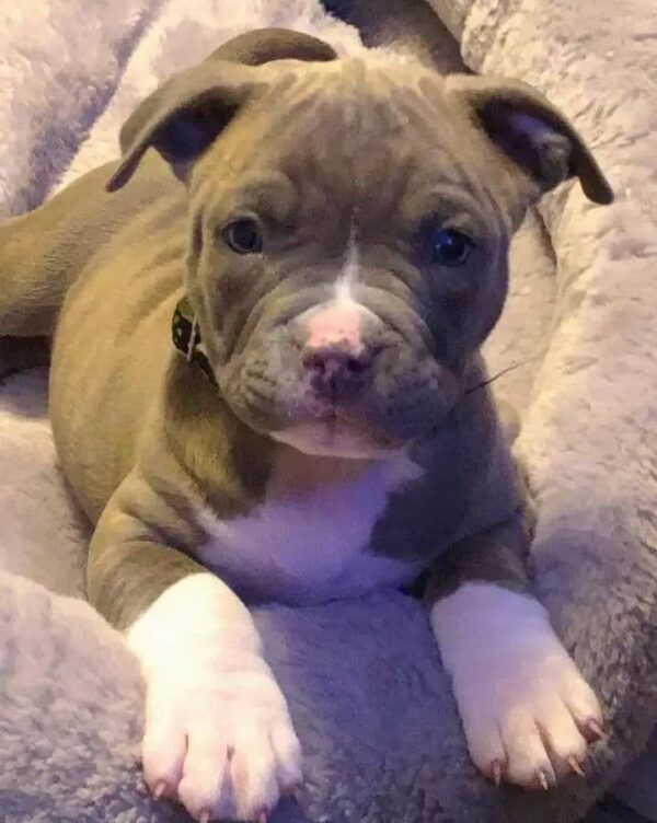 Brindle Pitbull Puppy with White Markings – Gentle, Strong & Loving Companion - Image 5