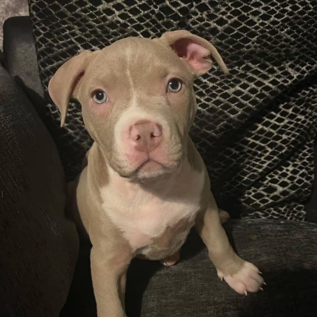 Fawn Pitbull Puppy with White Markings – Loyal, Healthy & Family-Friendly Companion