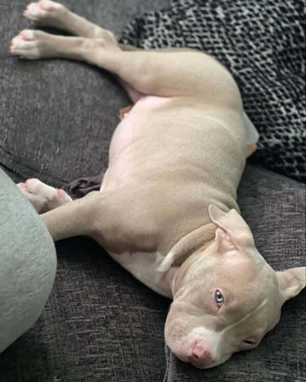 Fawn Pitbull Puppy with White Markings – Loyal, Healthy & Family-Friendly Companion - Image 2