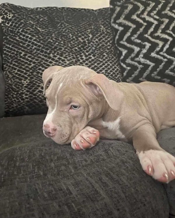 Fawn Pitbull Puppy with White Markings – Loyal, Healthy & Family-Friendly Companion - Image 4