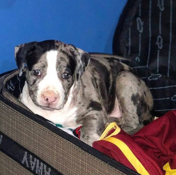 Blue Merle Pitbull Puppy – Strong, Loyal, and Playful Companion - Image 3